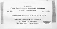 Phomopsis malvacearum image